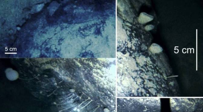 Des scientifiques découvrent un écosystème, jusque-là inconnu, sous la banquise de l&rsquo;Antarctique!