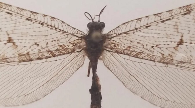 Un insecte géant de l’ère du Jurassique retrouvé sur un parking Walmart, aux EUA!