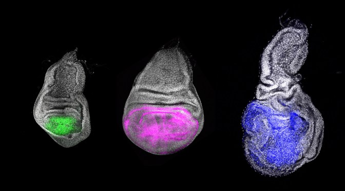 Génétique : Des chercheurs découvrent le &laquo;&nbsp;gène de la jeunesse&nbsp;&raquo;