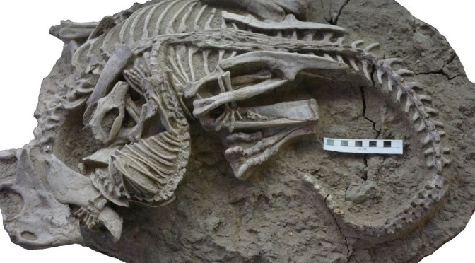 Les chercheurs découvrent un incroyable fossile parfaitement conservé d&rsquo;un petit mammifère croquant un dinosaure!