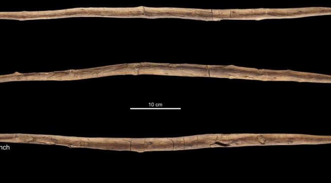 Archéologie : une arme &laquo;&nbsp;boomerang&nbsp;&raquo; vieille de 300 000 ans révèle des capacités techniques insoupçonnées chez les premiers humains