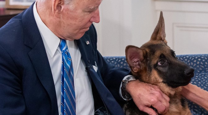 Retour au dressage pour le chien de Joe Biden, responsable de 10 morsures en 4 mois!