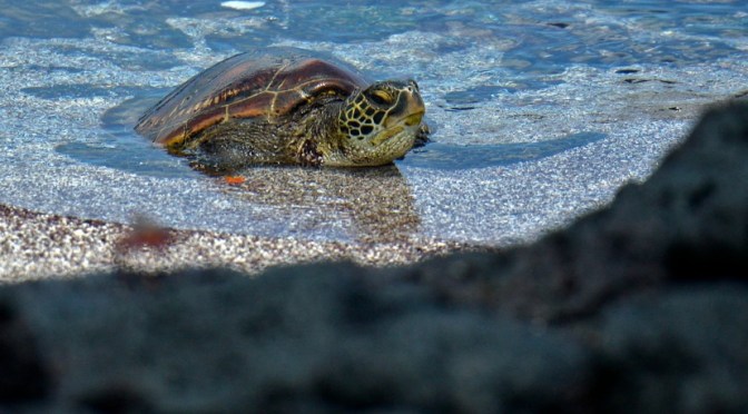 Environnement : les tortues des Galapagos, une espèce en danger d&rsquo;extinction, impactées par les déchets humains