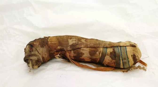 Archéologie : En Alsace (France), cinq momies égyptiennes d&rsquo;animaux vieilles de 2 000 à 3 000 ans révèlent leurs secrets au scanner