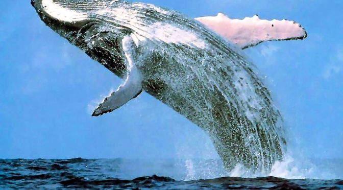 L’ADN des baleines bleues montre qu’elles se sont accouplées avec une autre espèce
