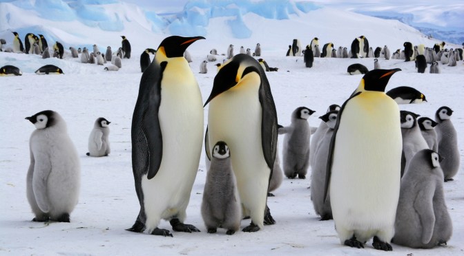 Antarctique : l&rsquo;un des plus graves désastres écologiques des temps modernes est en train de se produire