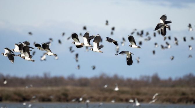 Union Européenne : les députés européens votent un texte &laquo;&nbsp;historique&nbsp;&raquo; pour restaurer la nature