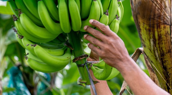 France – Martinique : Les producteurs de bananes bénéficient d&rsquo;aides substantielles de l&rsquo;État pour maintenir et moderniser leurs exploitations
