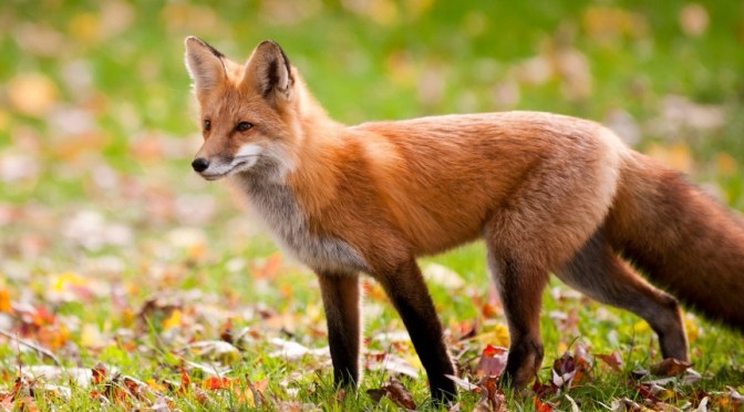 Il y a 1 500 ans, en Argentine, des chasseurs-cueilleurs pratiquaient l&rsquo;apprivoisement des renards