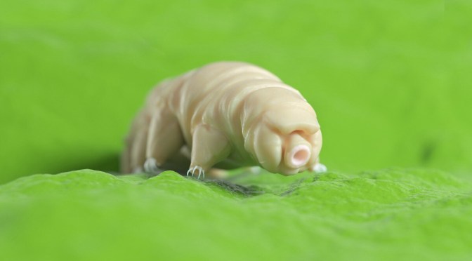 Biologie : Les tardigrades peuvent supporter les radiations (presque) sans broncher, et nous avons maintenant une idée du Pourquoi