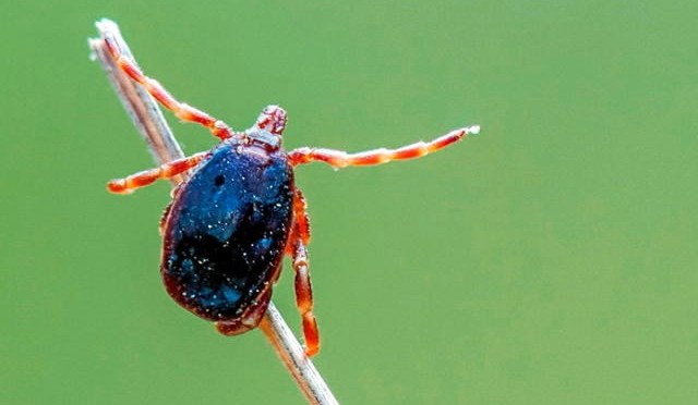 Comment le virus de la fièvre hémorragique Crimée-Congo est arrivé en France