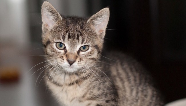 La science affirme que les chats ont subi des mutations