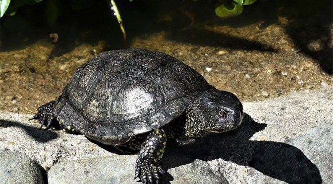 Sauvetage animalier : une tortue rare menacée de disparition secourue par des chasseurs en Loire-Atlantique