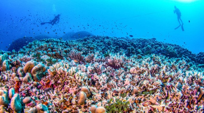 Des scientifiques découvrent le plus grand corail du monde près des îles Salomon