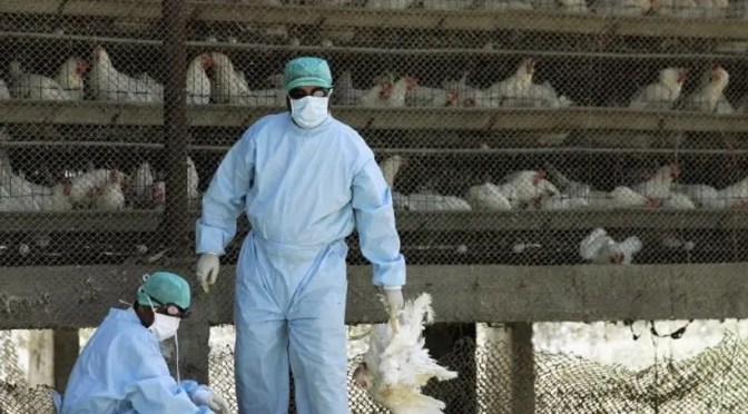 Japon : les autorités lancent un nouvel abattage pour lutter contre la 19e grippe aviaire de la saison, avec environ 50 000 poulets éliminés