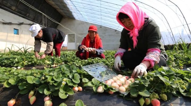 Japon : les paysans marchent à Tokyo dénonçant leur situation de plus en plus alarmante.
