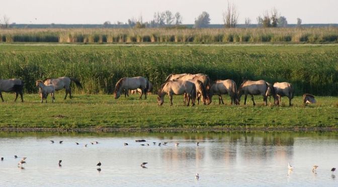 Le réensauvagement : utopie écologique ou impasse idéologique ? Le drame du parc néerlandais Oostvaardersplassen en question