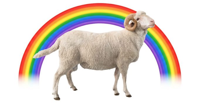 Allemagne : une ferme commercialise des pulls “en laine de moutons homosexuels” et illustre les dérives idéologiques contemporaines