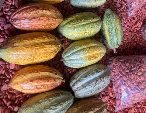 Afrique : le Cameroun, la Côte d’Ivoire, le Ghana et le Nigeria veulent reprendre le contrôle de la richesse du cacao
